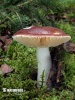  (Russula integra)