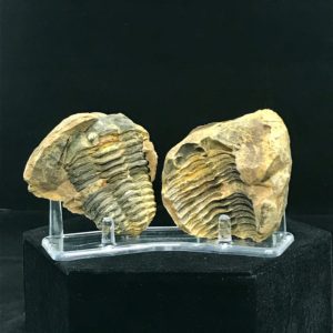 Trilobite fossil rock halves