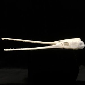 Gar skull real bone