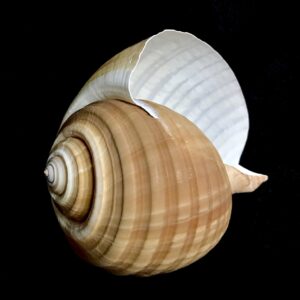 tonna galea sea shell