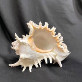 ramose murex sea shell