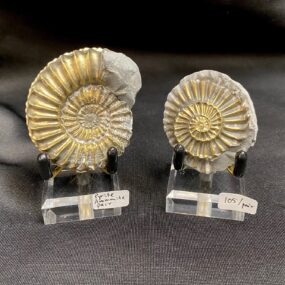 beautiful pyrite ammonite pair