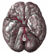 FIGURE 2. The arteries of the base of the brain.