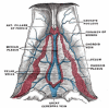 FIGURE 5. Deep or central veins.