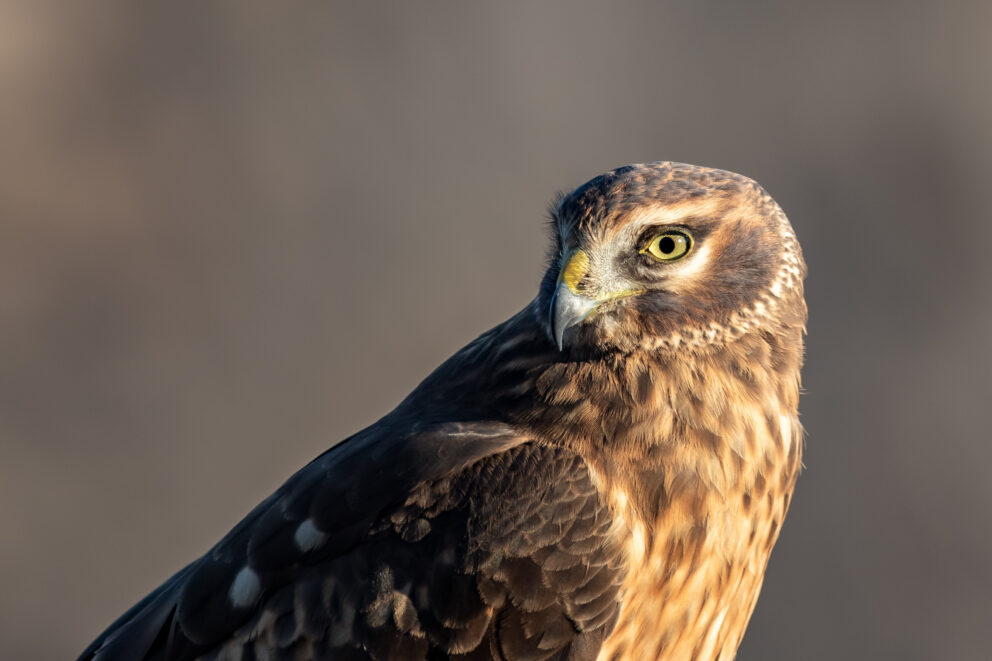 Harrier Female