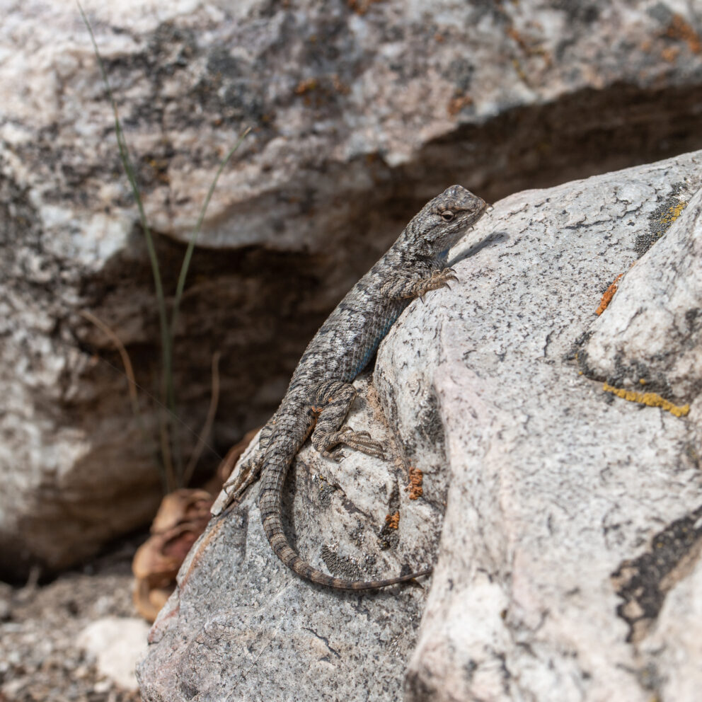 Great Basin Fence Lizard