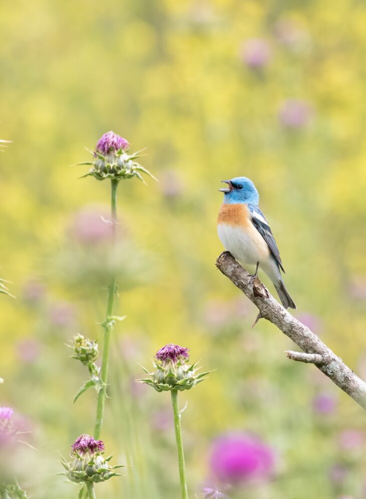 Lazuli Bunting among flowers