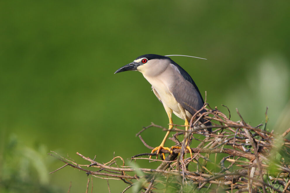 Black-crowned Night Heron