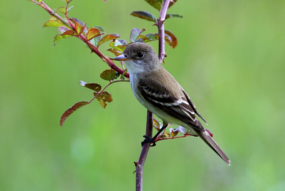 GB Willow Flycatcher