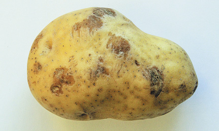 Potato Production Problems | NDSU Agriculture