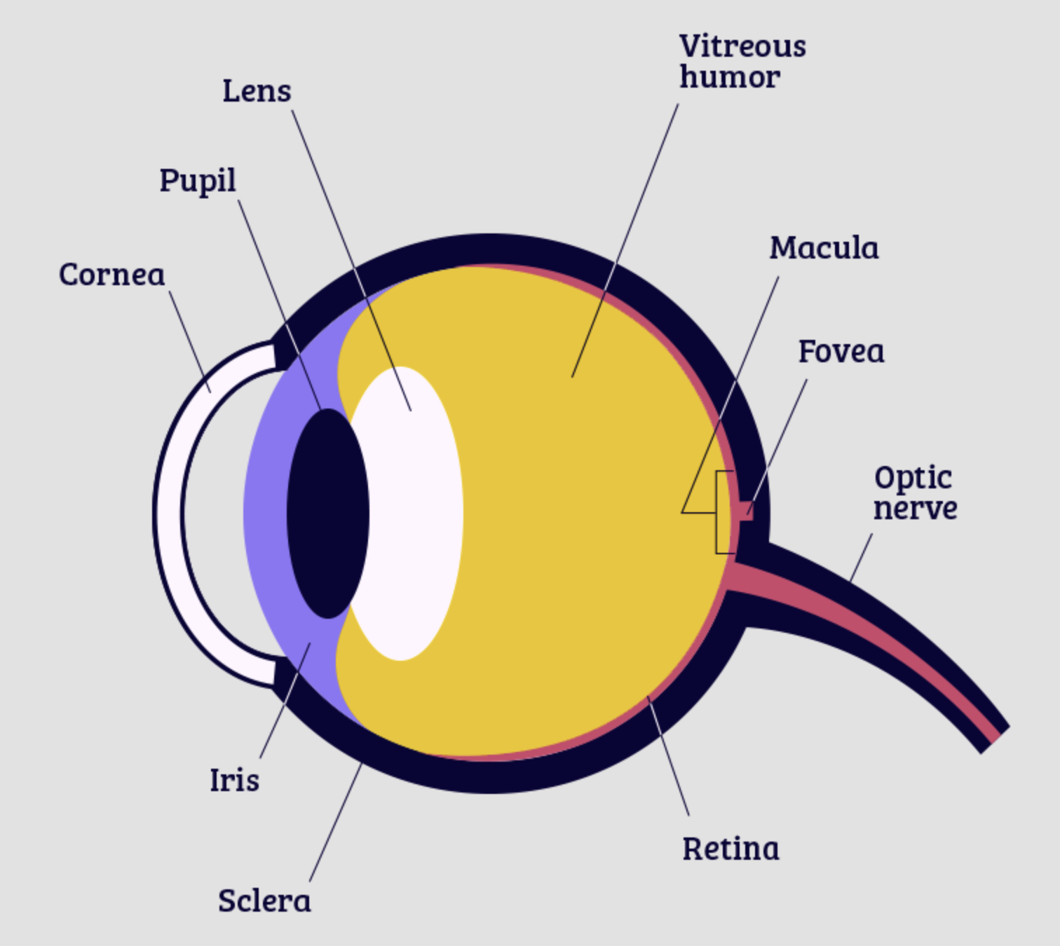 Cornea Eye Diagram