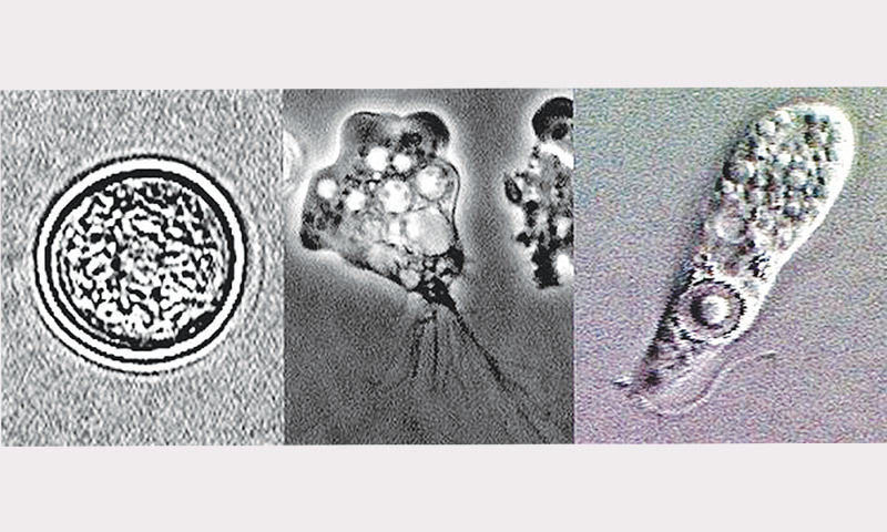 Image of Naegleria fowleri life cycle