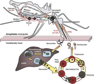 Indirect life cycle of malaria parasite 