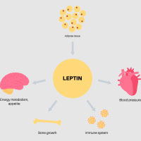 Leptin: Structure, Crucial Functions And Adverse Effects