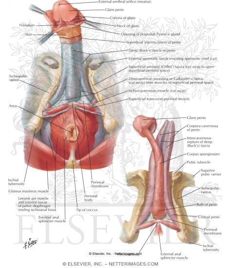 Penis Penile Fasciae and Structures