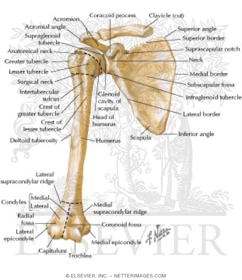 Scapula and Humerus