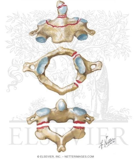 Cervical Fractures