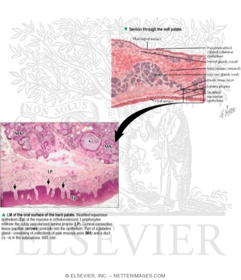 Hard Palate Histology