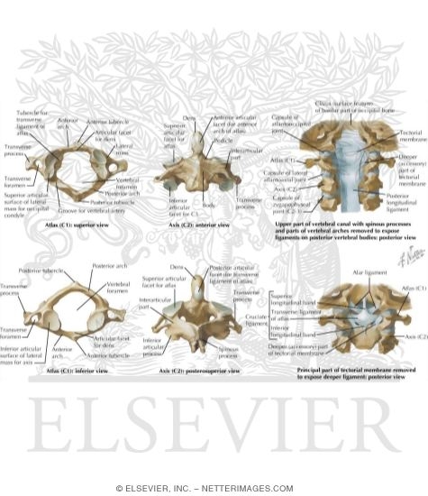 Anatomy of a Vertebra