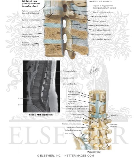 Joints of the Spine