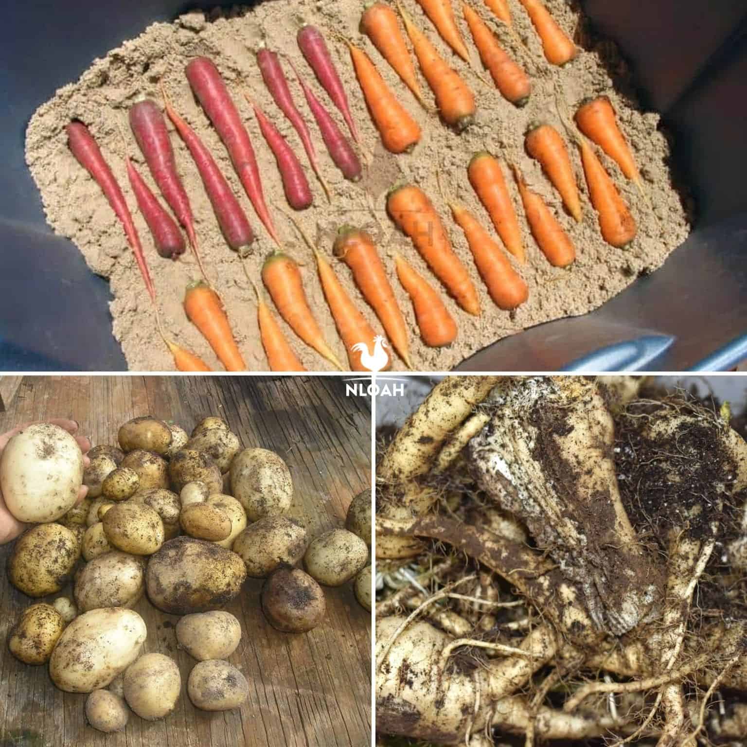 potatoes parsnips carrots collage