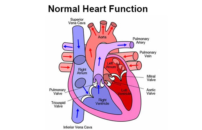 What is Tetralogy of Fallot – Page 2 – New Life Ticket