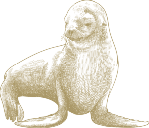 Sea Lion illustration