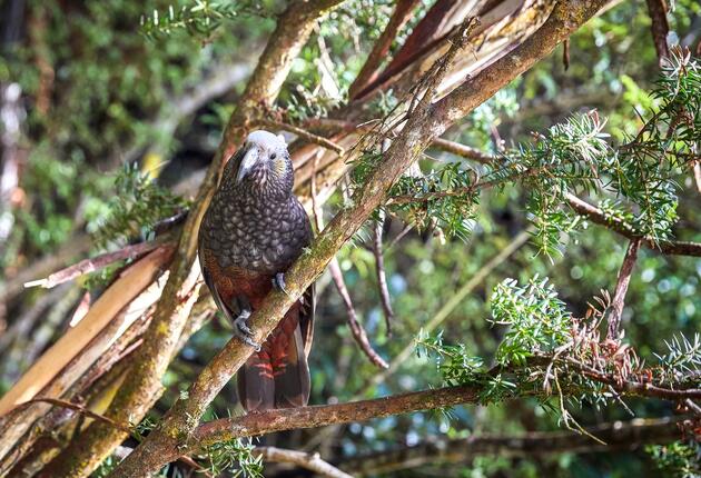 Many people think of New Zealand as two islands, when it is actually three. Subantarctic Stewart Island lies 30 kilometres south of the South Island.