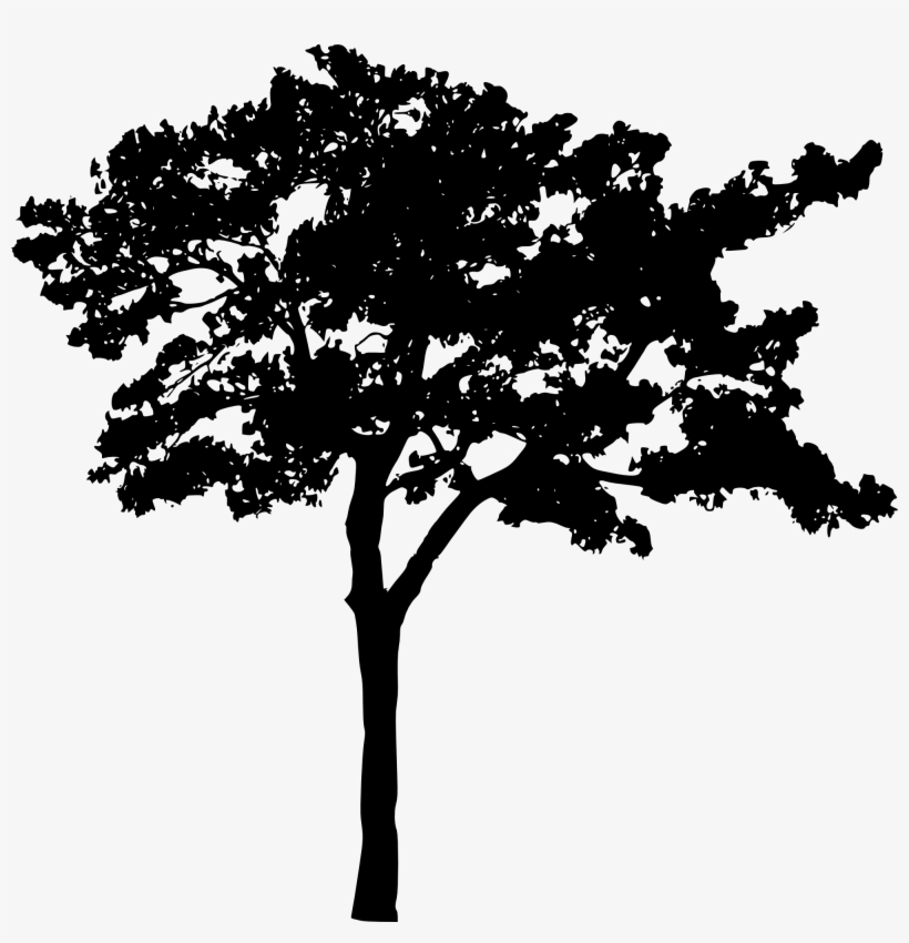 Cherry Blossom Tree Silhouette Png / Tree cherry blossom branch, trees ...