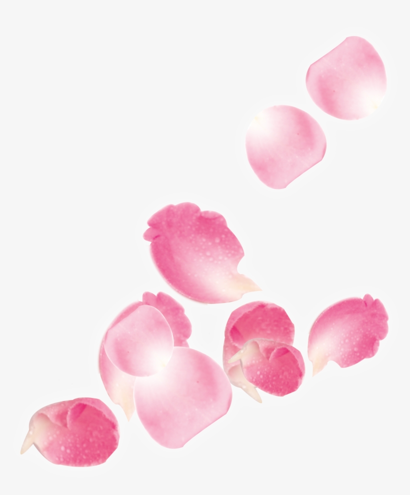 Pink Rose Petals Falling Png Pink Rose Petals Falling Transparent Png 2772x3214 Free Download On Nicepng