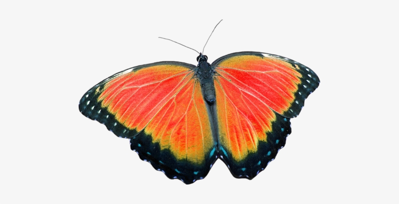 Mariposas Sin Fondo Png Transparent PNG - 497x340 - Free Download on NicePNG