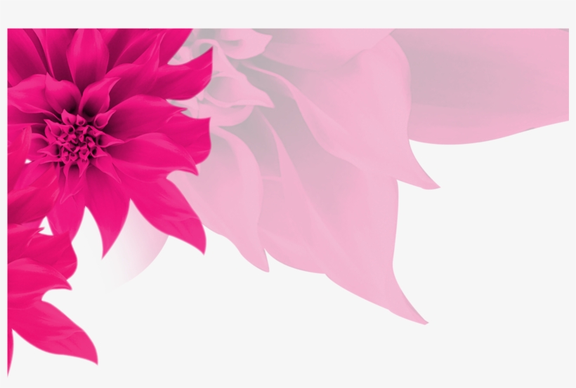 Fundo Rosa Com Flores Png - Poinsettia Transparent PNG - 1600x1065 - Free  Download on NicePNG