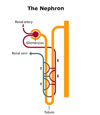 Kidney Diagram Nephron