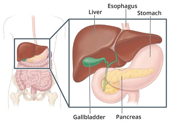 Digestive system with close-up and labels for the liver, esophagus, stomach, pancreas, and gallbladder.