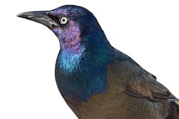 grackle image