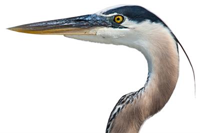 great blue heron image