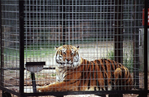 Tiger Lady cage