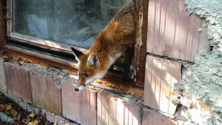 Fuchs blieb in gekipptem Fenster stecken