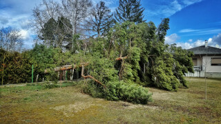 Starker Wind fällte Baum in Ebergassing