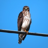 Red-shouldered Hawk