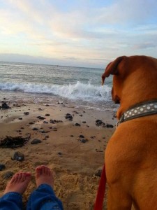 You and your dog can enjoy the Norfolk beaches