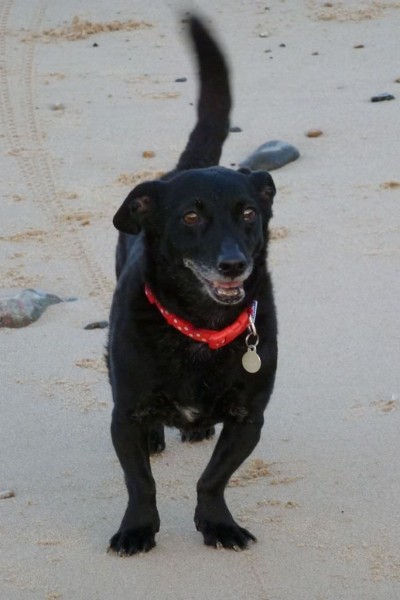 Dog on the beach