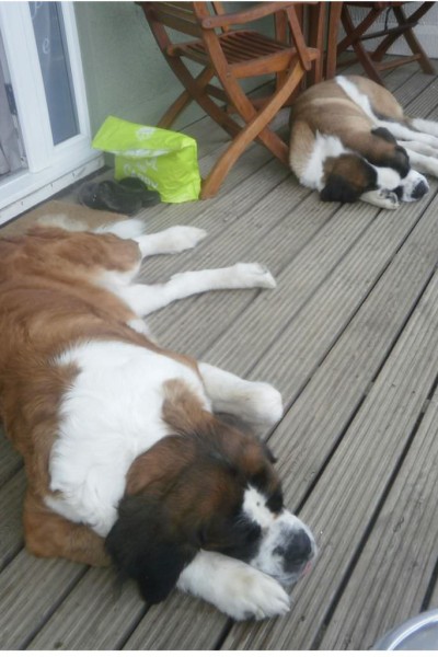 St Bernards