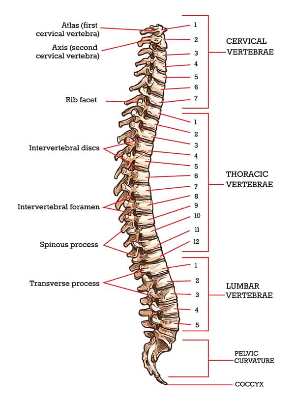 What is Degenerative Disc Disease and What Can You do About it? - Ask ...