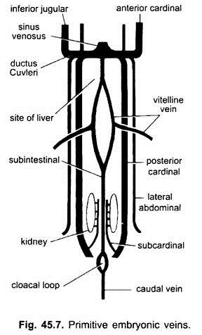 Primitive Embryonic Veins