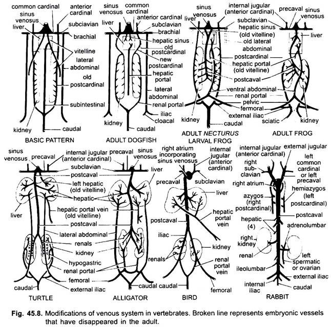 Modification of Venous System in Vertebrates