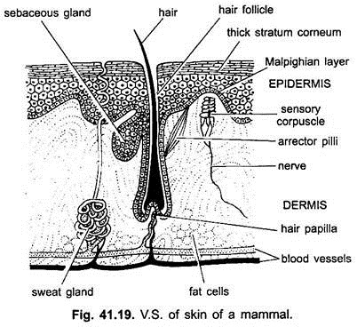 Integument in Different Classes of Chordates | Zoology