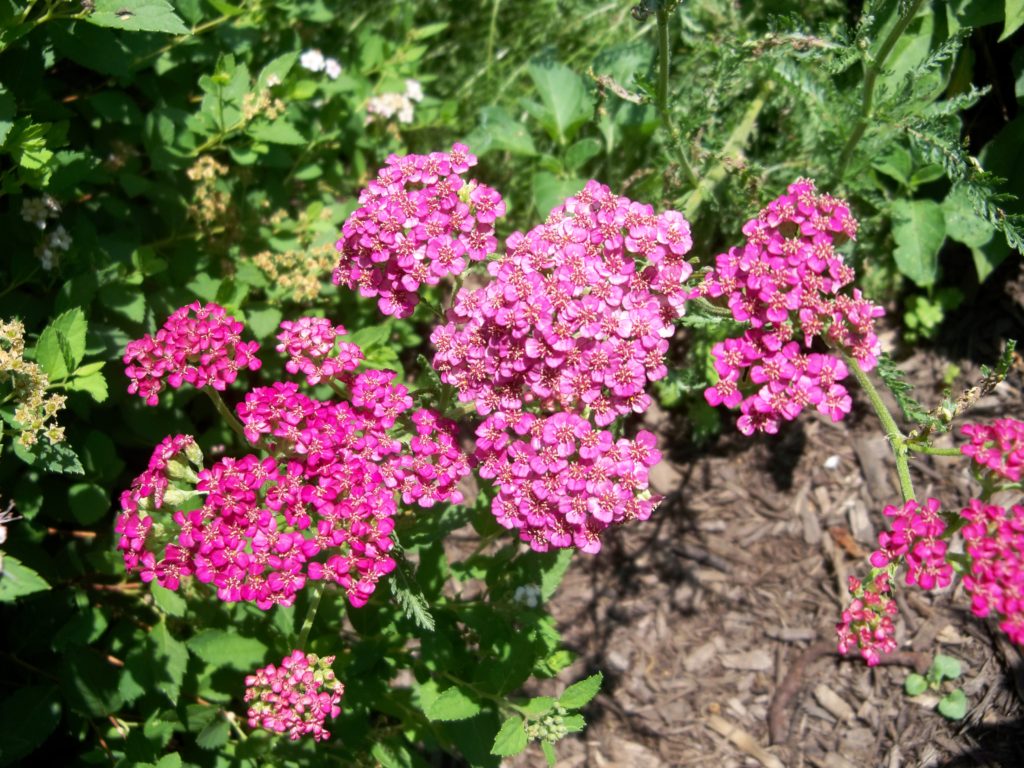 Growing and caring for yarrows