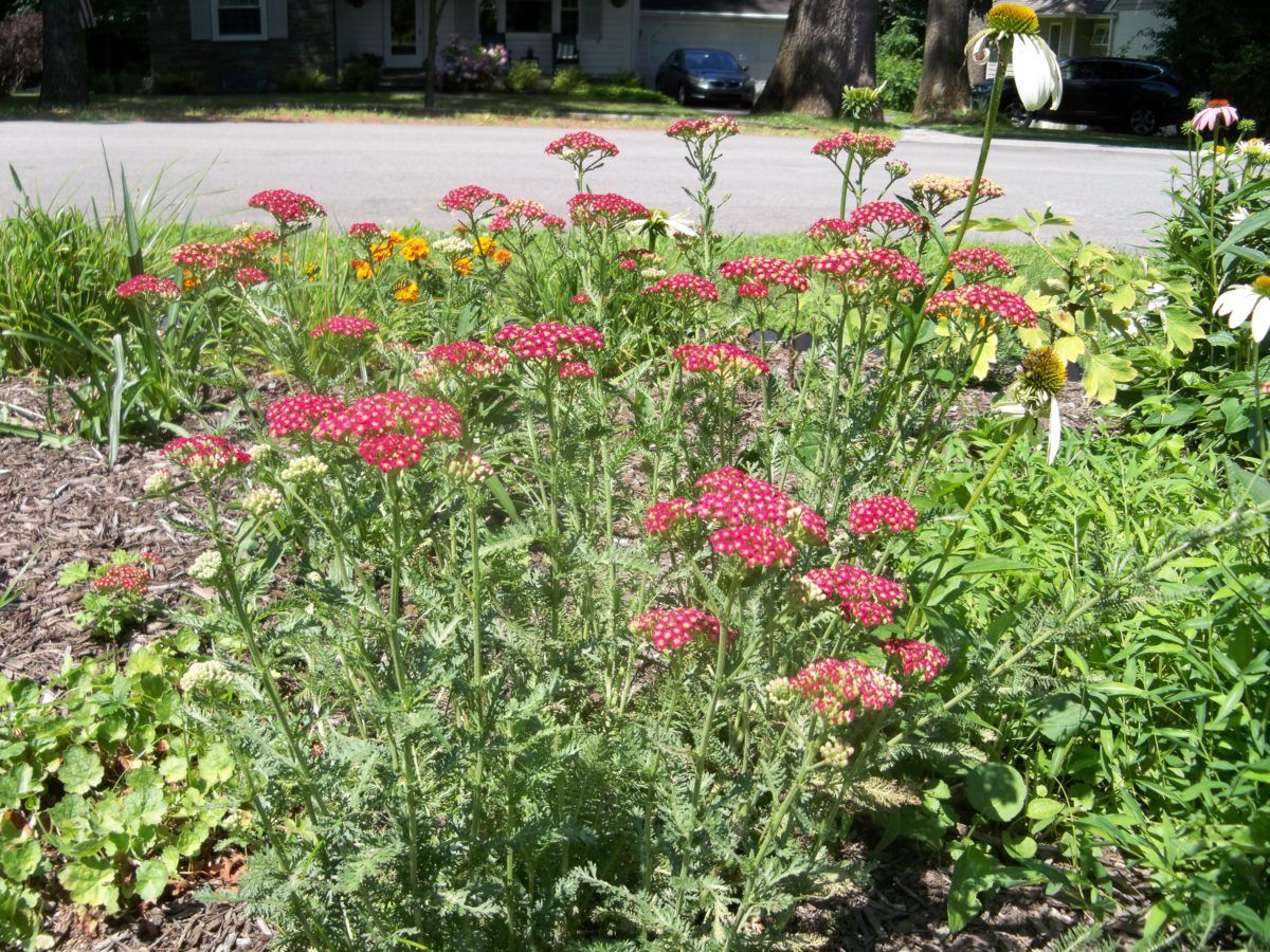 Yarrow