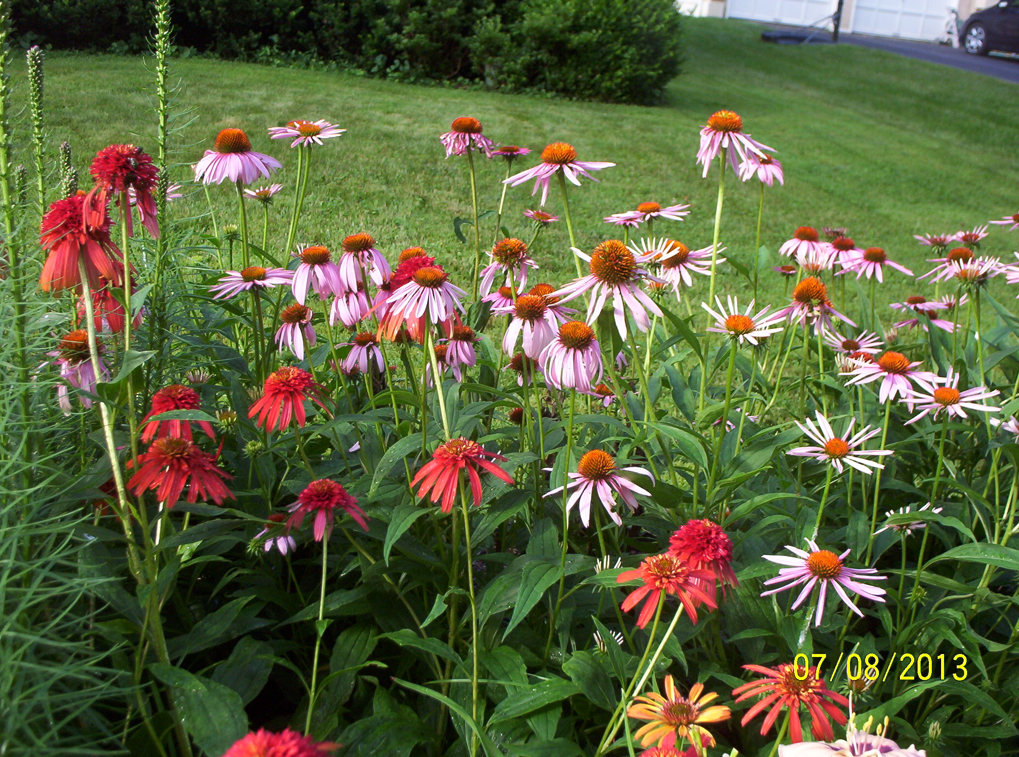 Coneflowers